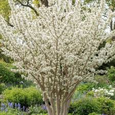 Arbre de Judée blanc